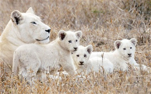 White Lions, South Africa