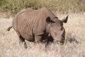 Black Rhino Laikipia Kenya