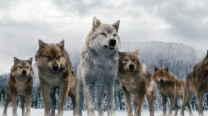 Twilight -Wolf Pack RP-