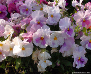 Ophelianotable quotes in hamlet haven, an online annotated hamlet by ...