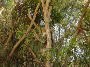 Labels Endangered Koala Mammal