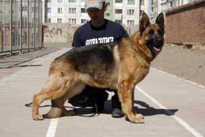 German Shepherd Police Dog...