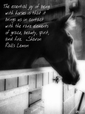 Beautiful horse quotation. Photo of retired racehorse at http://www ...