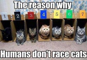 funny-pictures-cats-racing