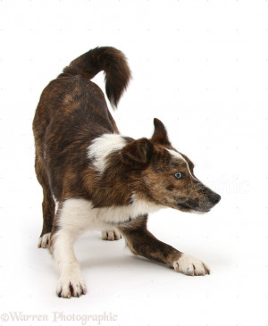 Mongrel Dog Brec Play Bow