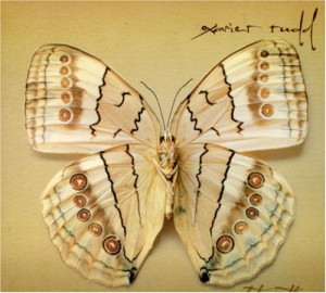 Xavier Rudd Light The Shade