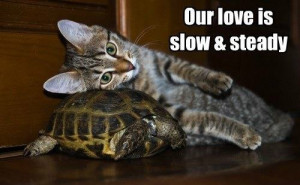 love_slow funny pictures