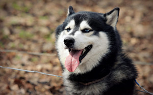 Husky Dog Wallpapers Pictures Photos Images