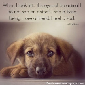 Inspiring Quotes about Animals. Visit Canine Support Teams to see how ...
