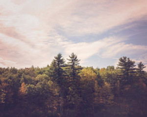 ... Autumn Photograph, Dark Purple, Walden Pond, New England, Scenic Ombre