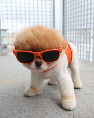 boo the dog sunglasses 150x150