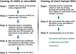 cloning scientists 3 different methods of animal cloning human cloning ...
