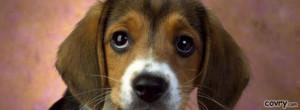 Puppy Eyes Beagle facebook cover