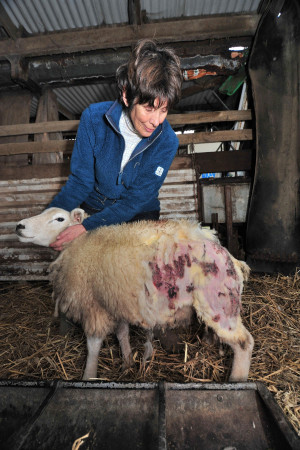 Horror on the farm: sheep eaten alive by savage dogs. Farmer warns 