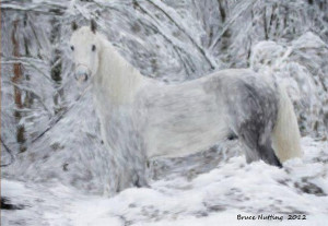 white-horse-in-the-snow-bruce-nutting.jpg