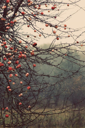 ... rain fall nature outdoors autumn cozy leaves apples orchard fall blog