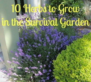 The Healing Garden: 10 Herbs To Grow in the Survival Garden Backdoor ...