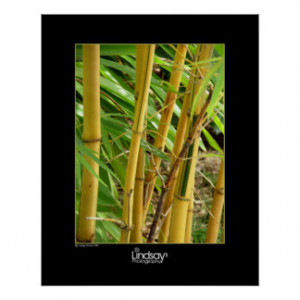 Bamboo Forest Posters & Prints