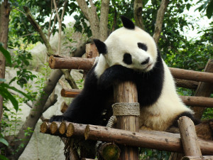Giant Pandas Find The Other