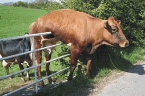 cow_stuck_on_the_fence-300x199.jpg