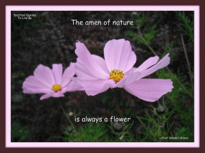 ... of nature is always a flower, quote on photo of pink cosmos flowers