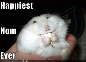 Funny fat hamster