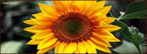 6519-sunflower.jpg