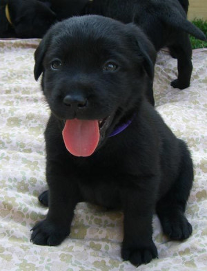 Brando the Black Labrador Pictures 4716