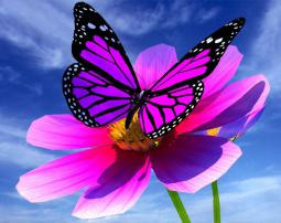 Purple butterfly with flower wallpaper