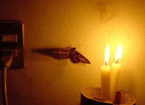 Members of the human race, like moths drawn to a flame and other light ...