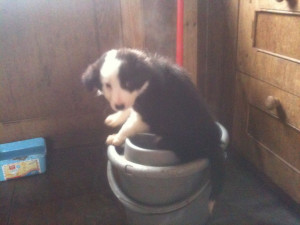 years ago For Sale Dogs Border Collie Market Rasen