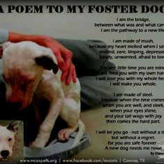Poem to My Foster Dogs ♥ More