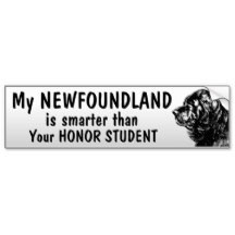Newfoundland dog - Smarter than student - funny Bumper Sticker