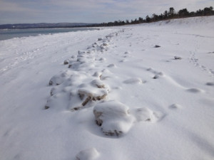 ice balls rolling up on the shore of lake michigan