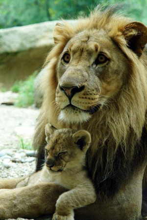 Lion Father Taking Care Of His Tired Lion Cub