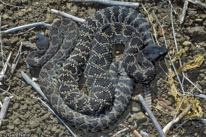 207875 Southern Pacific Rattle Snakes Mating