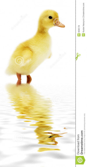 Cute Yellow Duck Free Clip Art