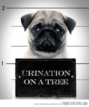 funny pug prison jail