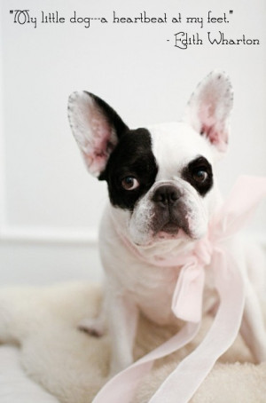 ... bulldog with pretty pink ribbon and Edith Wharton quote about dogs