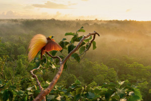 birds of paradise found in some of new guinea s most remote mountain ...