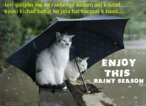 funny rainy cats funny rainy cats