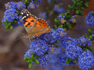 Description Butterfly-butterflies-insects.jpg