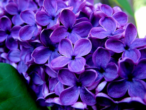 ... flowers purple flower images purple flowers picture of purple flowers