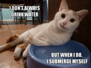 dont always drink water submerge myself cat