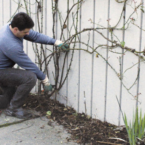 ... hydrangea pruning when the book by lee reich pruning healthy food