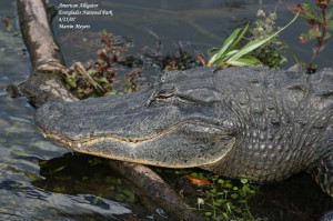 American Alligator Everglades