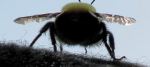 BehiindSimplicity, Nature, Toronto, Symmetry, Behiind