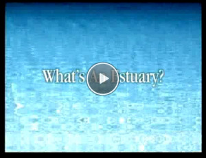 the middle of the estuary