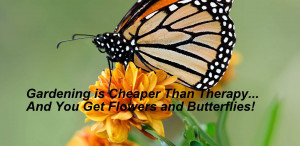 bigstock-Monarch-butterfly-during-autum-52614838.jpg