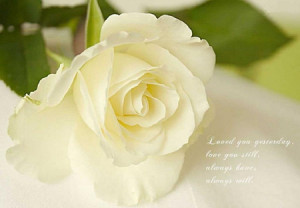Cool rose with love quotes - blooms, nice, petals, delecate, buds ...